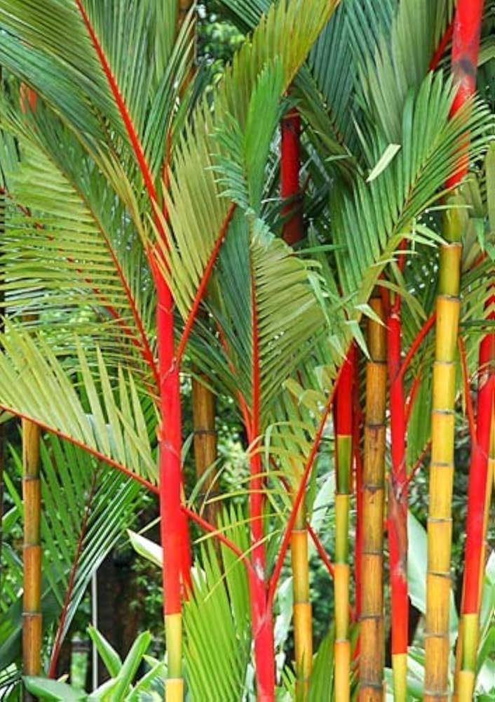 Costa Rica Red Bamboo for planting in garden
