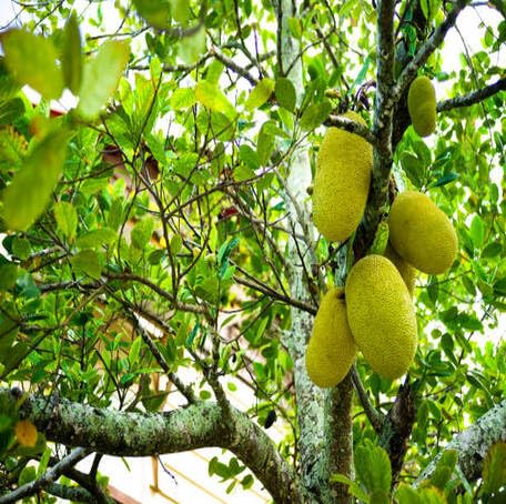 Green Marang Fruit - Heirloom, Non - Gmo Seeds