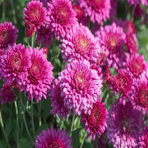 Chrysanthemum Flower Pink - Heirloom, Non - Gmo Seeds