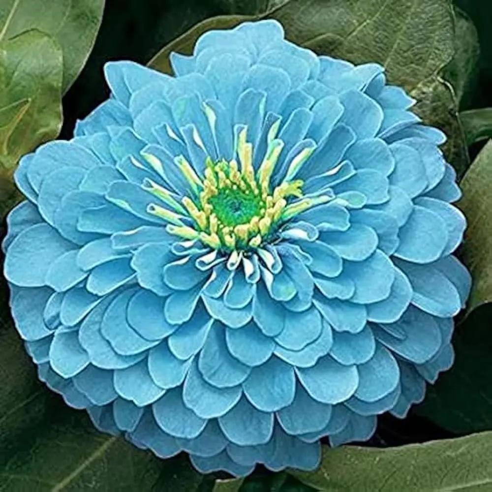 "sky-blue-zinnia-flower-seeds-vibrant-non-gmo-heirloom-garden"

