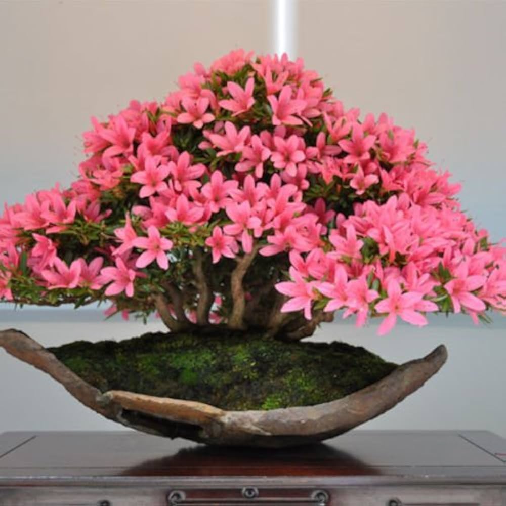 Cherry Blossom Prunus Serrulata Japanese Sakura Bonsai Flower Seeds for Planting – Suitable for Small Gardens and Indoor Displays