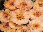 Cream Portulaca Flower Seeds for Planting – NON GMO Seeds Dhara Seeds
