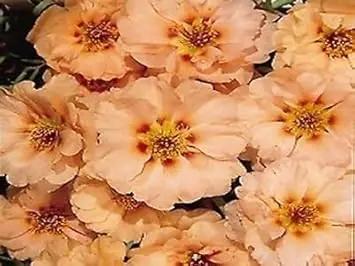 Cream Portulaca Flower Seeds for Planting – NON GMO Seeds Dhara Seeds