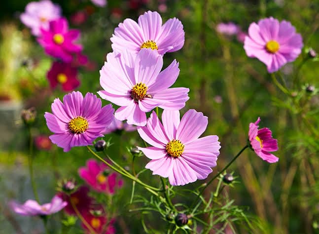 Cosmos Cosmos Bipinnatus Seeds for Planting