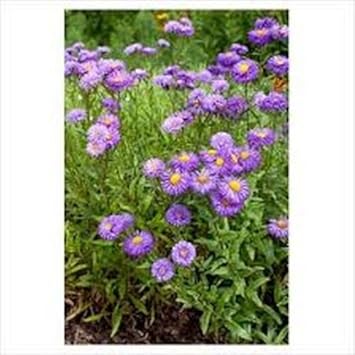 Purple Erigeron Speciosus Flower Seeds for Planting, 100