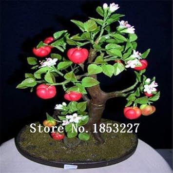 Red Apple Fruit Heirloom Non Gmo Image
