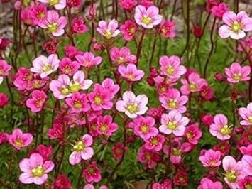 Heirloom Saxifrage Rose Plant Seeds – Non-GMO Garden Seeds for Planting, Ideal for Your Garden Dhara Seeds