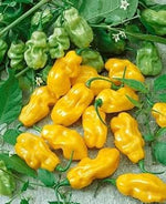 Yellow Sweet Pepper Capsicum annuum seeds for urban garden planting