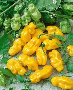 Yellow Chili Vegetable Seeds for Planting heirloom & Non-GMO Seeds