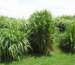Pennisetum purpureum Elephant Grass for planting in garden