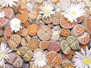 Fragrant cactus flower mix seeds for planting exotic gardens