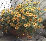 Yellow Abundance Flower Heirloom Non Gmo Image
