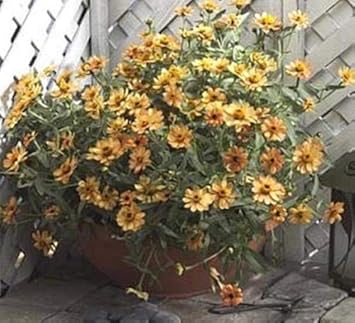 Yellow Abundance Flower Heirloom Non Gmo Image