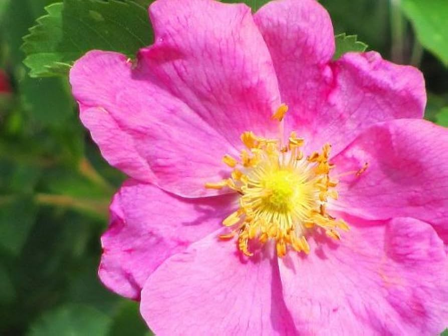Arkansas Rose Rosa arkansana pink prairie rose flower seeds for backyard gardening