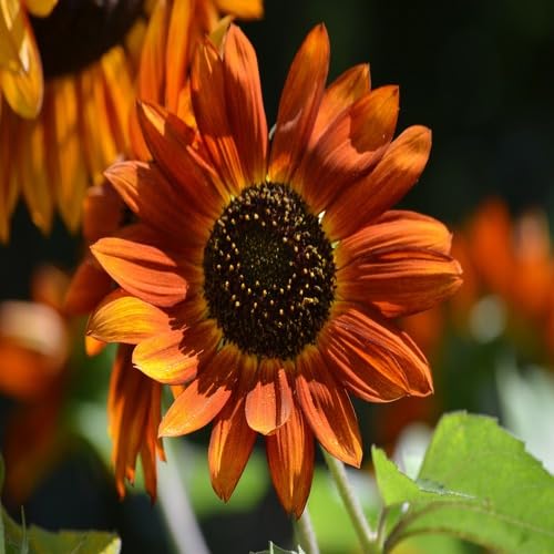 Sunflower Orange