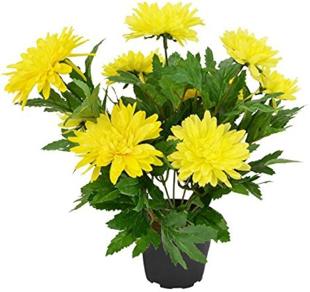 Chandramallika (Chrysanthemum spp.) yellow flower seeds for pots and growbags
