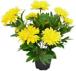 Chandramallika (Chrysanthemum spp.) yellow flower seeds for pots and growbags
