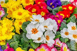 Primula Flower Heirloom Non Gmo Image