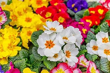 Primula Flower Heirloom Non Gmo Image