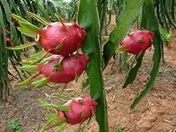 Pitaya Fruit Seeds Easy to Grow Red 100 pcs