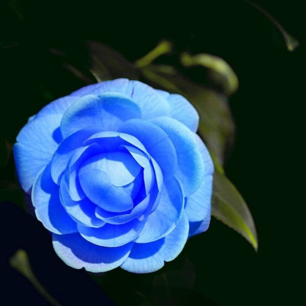Colorful Camellia Seeds Camellia japonica for Planting in Indoor Pots or Outdoor Flower Beds