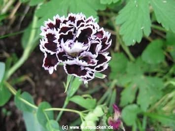 Chestnut Brown White Chianti Dianthus Flower - Heirloom, Non - Gmo Seeds
