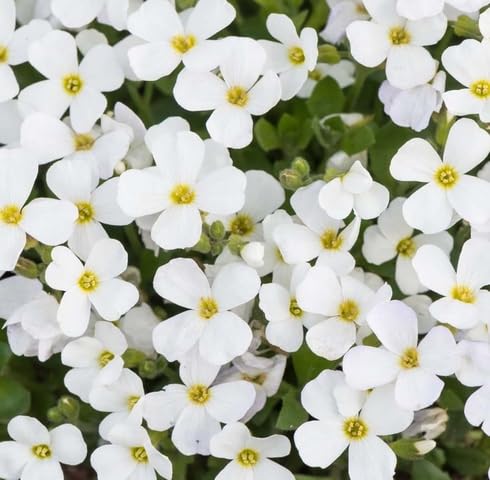 White Aubrieta Flower - Heirloom, Non - Gmo Seeds