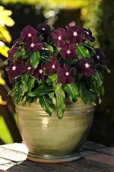 Periwinkle Flower Seeds for Garden Planting Dhara Seeds