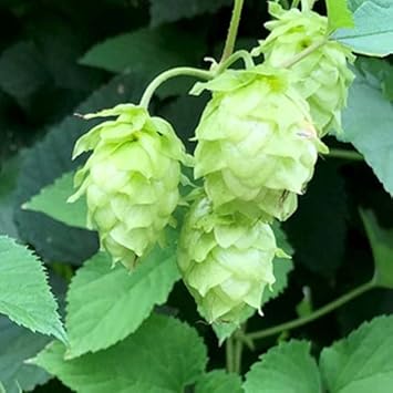 Organic Heirloom Non-GMO Light Green Humulus Lupulus Seeds for Planting ...