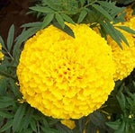 Organic Yellow Marigold Flower Seeds for Planting – Heirloom, Non-GMO, Fresh Garden Seeds for planting in your garden.