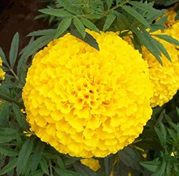 Organic Yellow Marigold Flower Seeds for Planting – Heirloom, Non-GMO, Fresh Garden Seeds for planting in your garden.