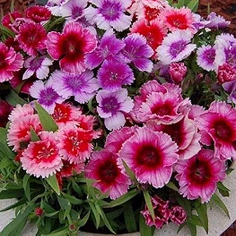Dianthus Wee Willie Mix Seeds – Charming Perennial Dwarf Flower Variety