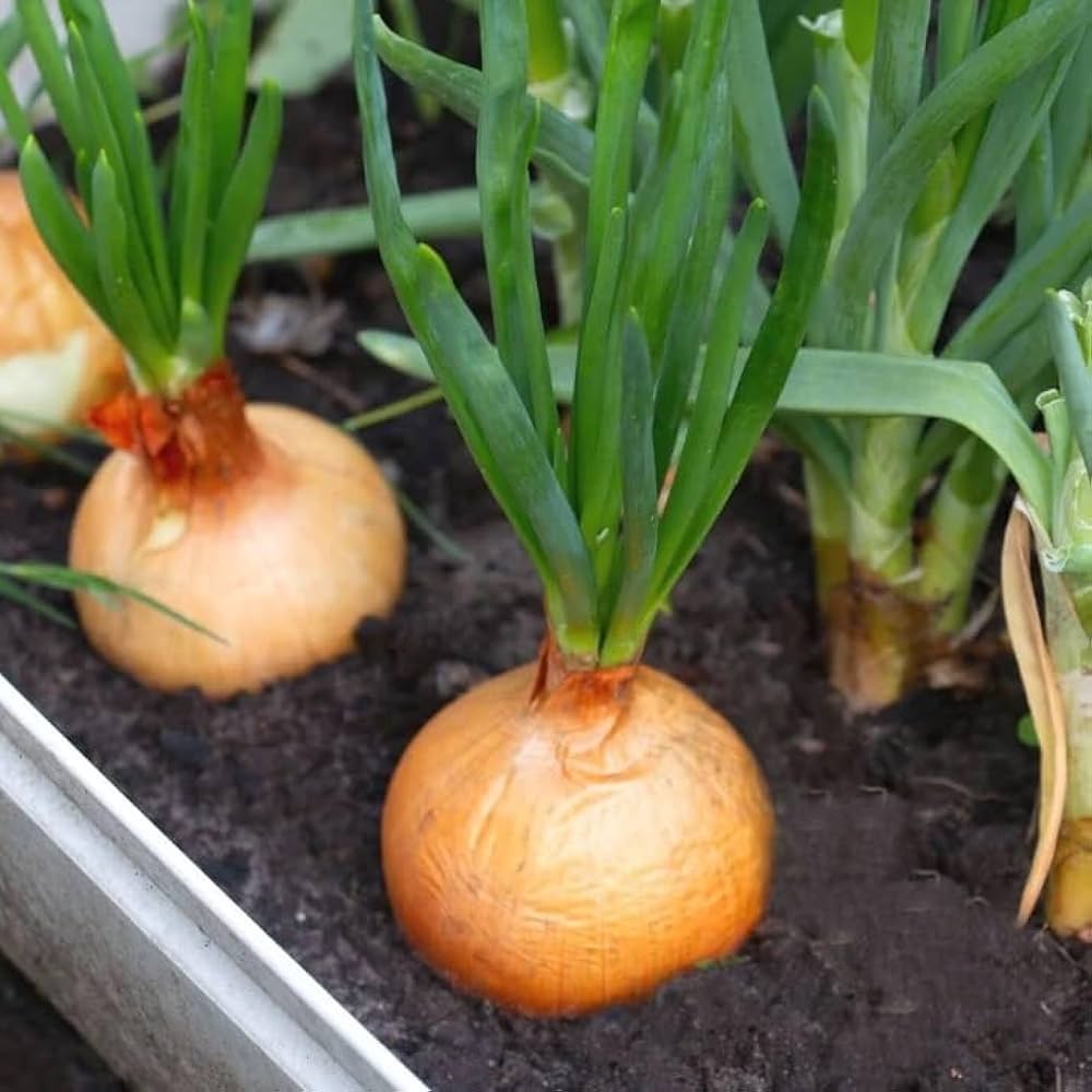 Yellow Onion Seeds Heirloom Non-GMO High Germination Organic Garden Seeds