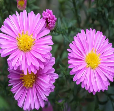 Pink Aster Flower - Heirloom, Non - Gmo Seeds