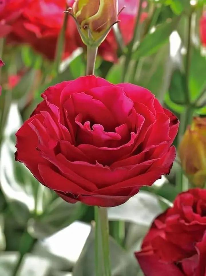White & Red Eustoma (Lisianthus) Flower Seeds for Planting - Heirloom, NON-GMO Garden Seeds Dhara Seeds