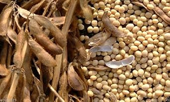 Pinkdose Bean Edamame Edible Soybean Organic Nongmo - Heirloom, Non - Gmo Seeds