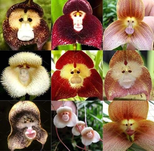 Mixed Monkeyface Orchid Flower