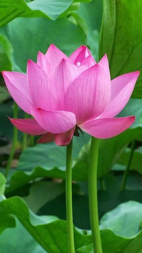 Pink Sacred Lotus Seeds (Nelumbo Nucifera) for Planting – Heirloom, Non-GMO Dhara Seeds