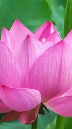 Pink Sacred Lotus Seeds (Nelumbo Nucifera) for Planting – Heirloom, Non-GMO Dhara Seeds
