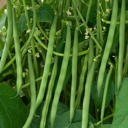 Green Bean - Heirloom, Non - Gmo Seeds