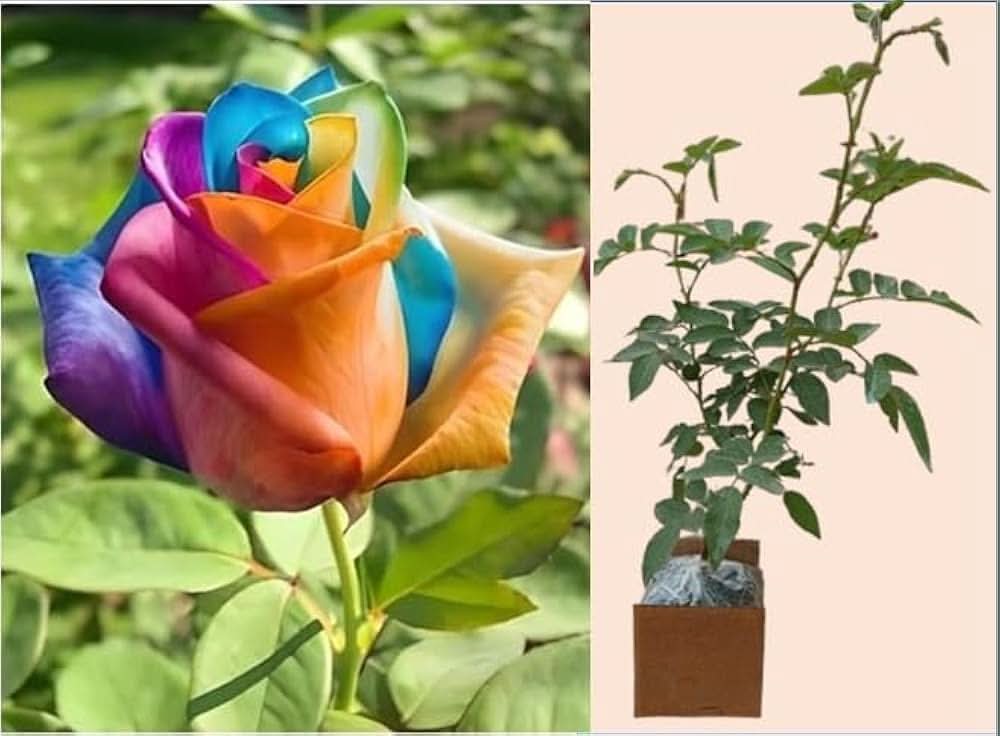 Rose Mixed Colors Hot Perennial Flowering Seeds For Planting