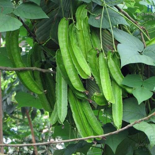Winged Bean - Heirloom, Non - Gmo Seeds