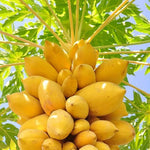 Light yellow papaya fruit seeds