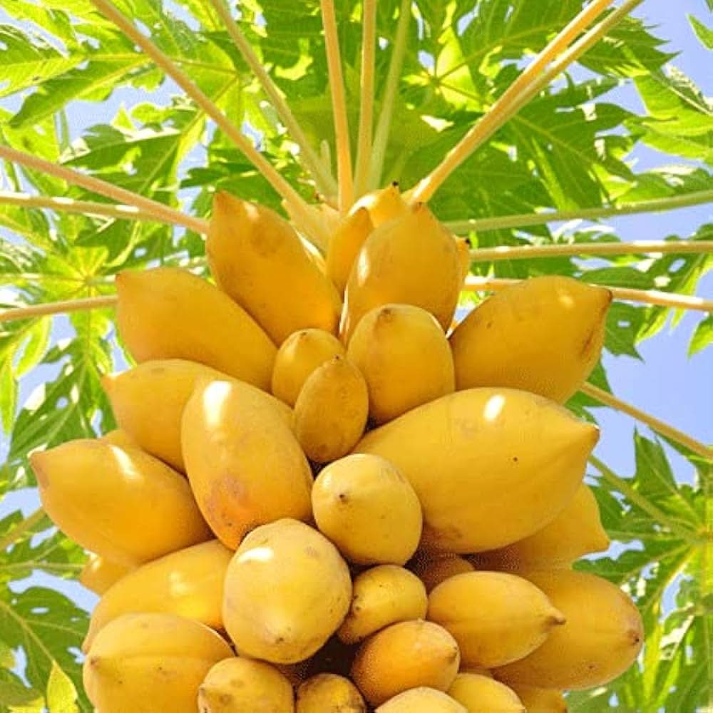 Light yellow papaya fruit seeds
