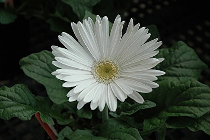 White Gerbera Vanilla Flower Seeds – Heirloom, Non-GMO Flower Seeds for Planting