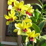 Light Yellow Dendrobium Flower Seeds for Planting, 100 seeds for planting in home garden