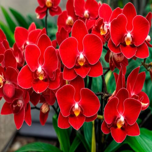 Orchid Flower Gardening Red