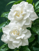 CAPE JASMINE Jasminiodes Fragrant White Shrub Flower Seeds for Planting seeds for planting in home garden