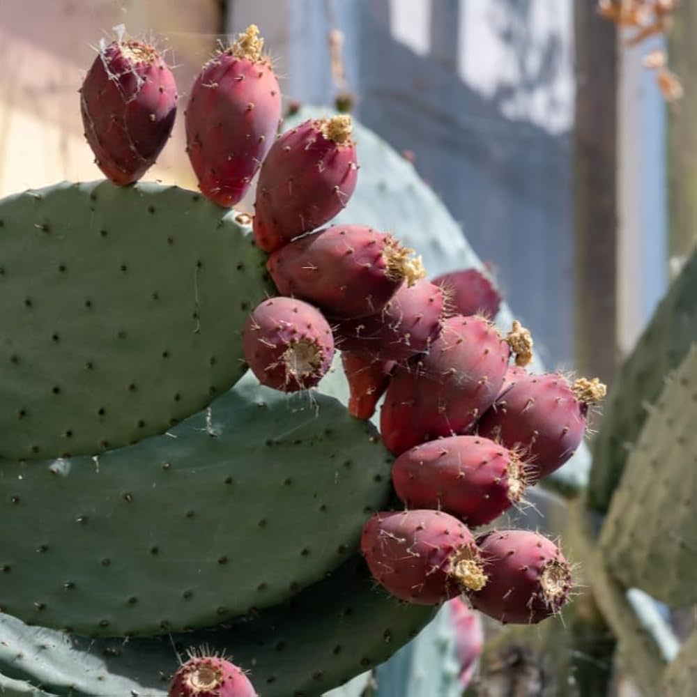 Pink Opuntia Chlorotica Planting Seeds for Garden - Heirloom Seeds for Home Garden, GMO Free Seeds