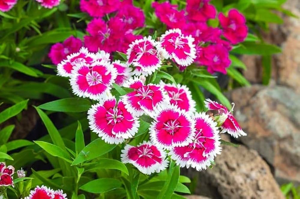 Dianthus Bartn Mix Seeds (+ , Colorful, Hardy Flowers)